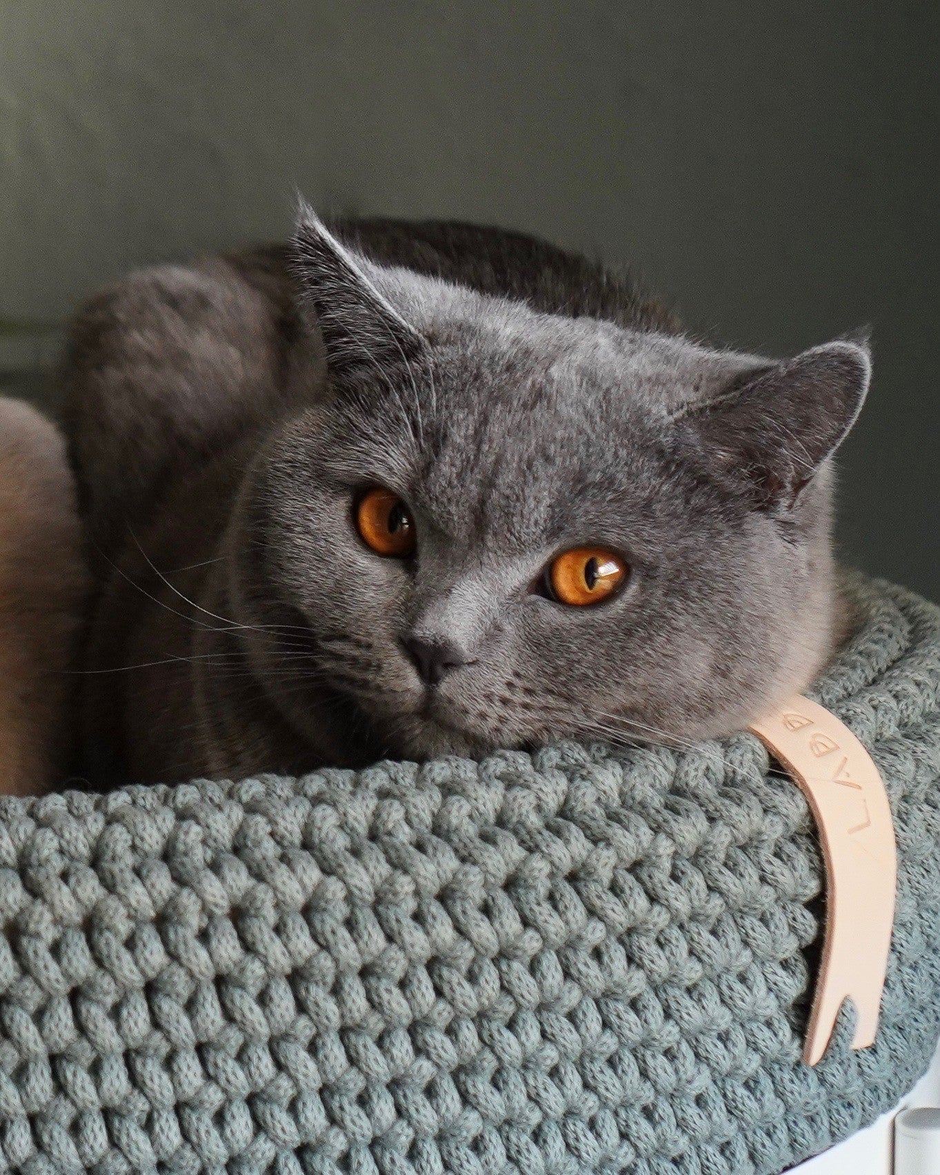 Coco Dog/Cat Bed - Green